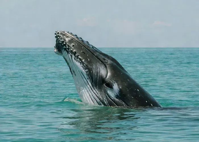 SMALL GROUP Whale Watch | Cabo | Biologist | FREE Pics whale watching Cabo San Lucas