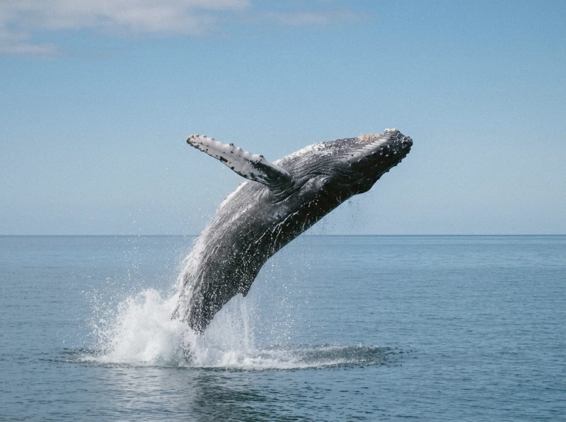 Hervey Bay: Ultimate Whale Watching Experience whale watching Hervey Bay