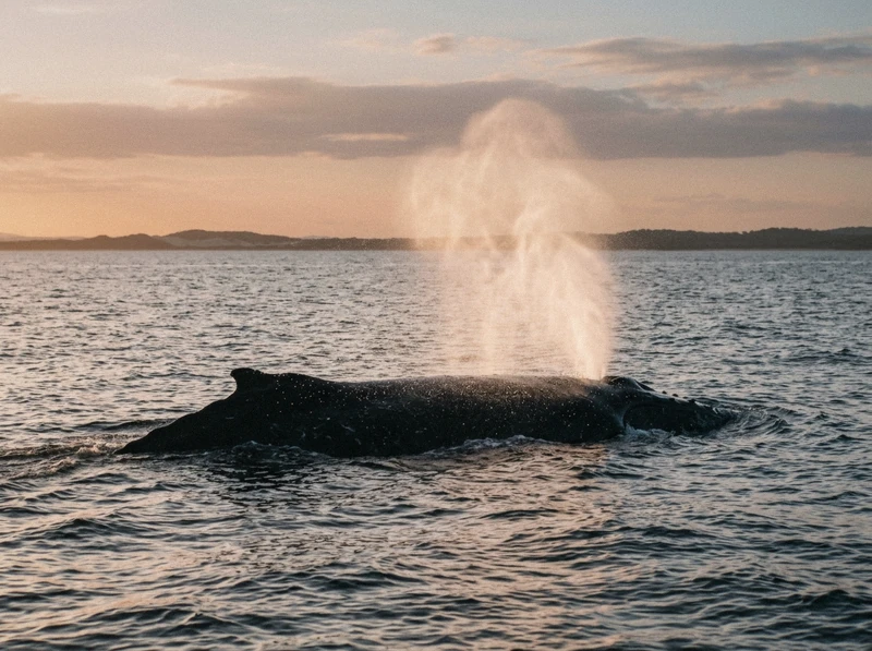 Hervey Bay: Half-Day Whale Watching Cruise with Meal whale watching Hervey Bay