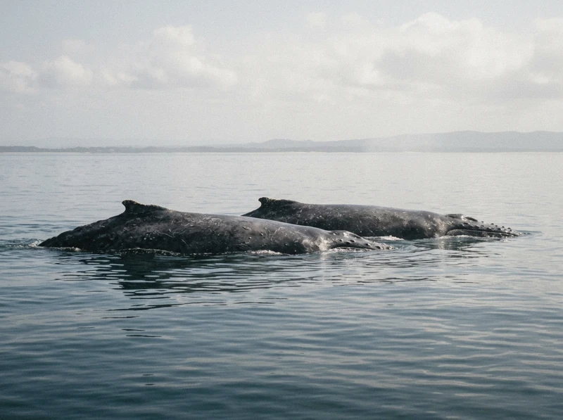 Hervey Bay Whale Odyssey: 6-Hour Cruise with Lunch whale watching Hervey Bay