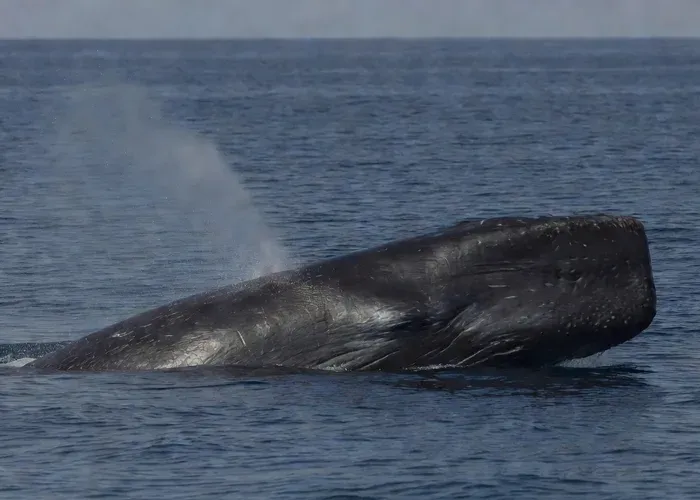 Kaikōura: Whale Watching Flight with Guided Commentary whale watching Kaikōura