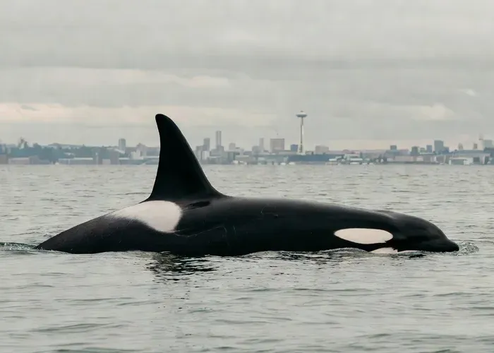 Seattle: Half-Day Wildlife and Whale Watching Cruise whale watching Anacortes