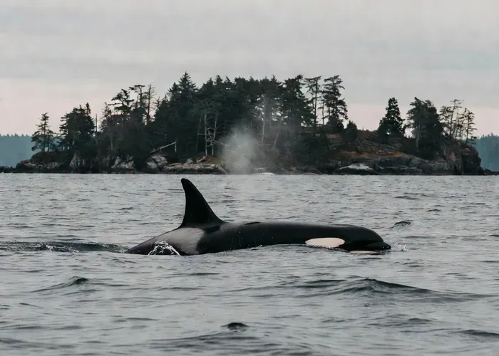 Anacortes: Whale and Orca Boat Tour whale watching Anacortes
