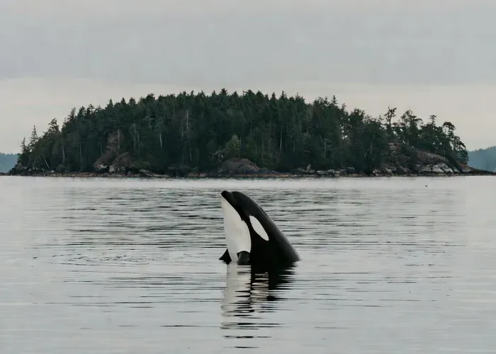 Orcas Island: Whale & Orca Guided Speedboat Tour whale watching Anacortes