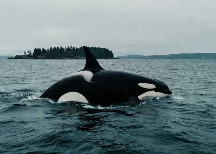 Anacortes: Whale Watching Zodiac Adventure whale watching Anacortes