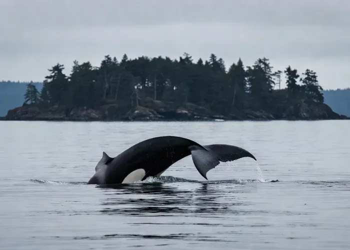 Lopez Island: Whale & Orca Boat Tour whale watching Anacortes