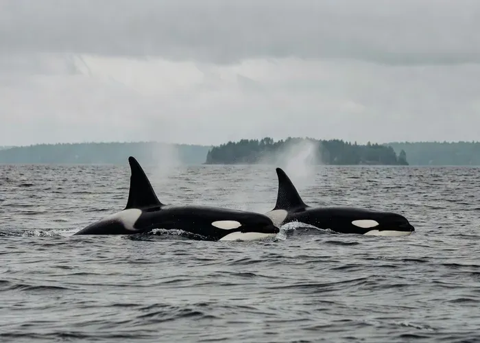 Anacortes: Orca-Only Guaranteed Whale Watching whale watching Anacortes