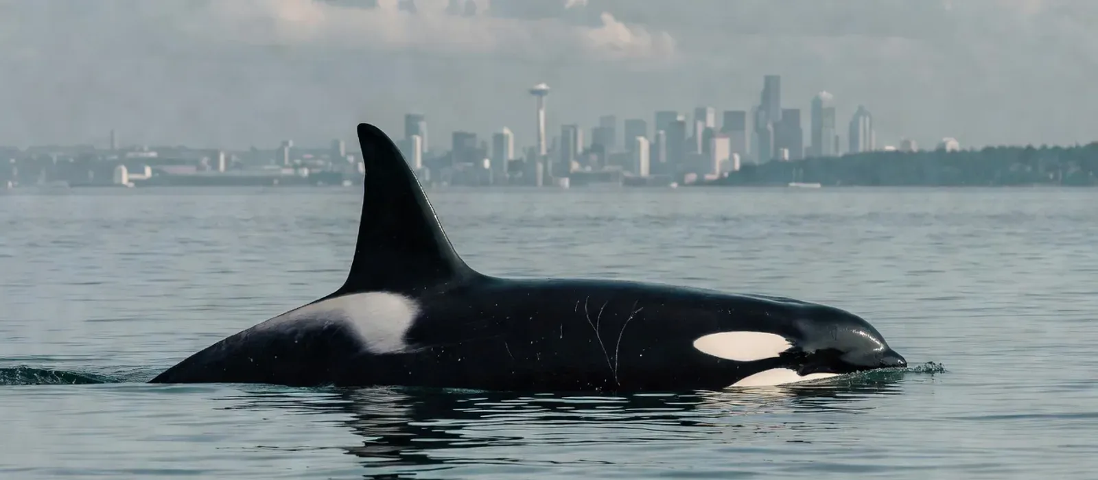 Seattle whale watching departure — Pacific Northwest tours run 4–5 hours because orca pods can be 30+ miles from port in the Salish Sea