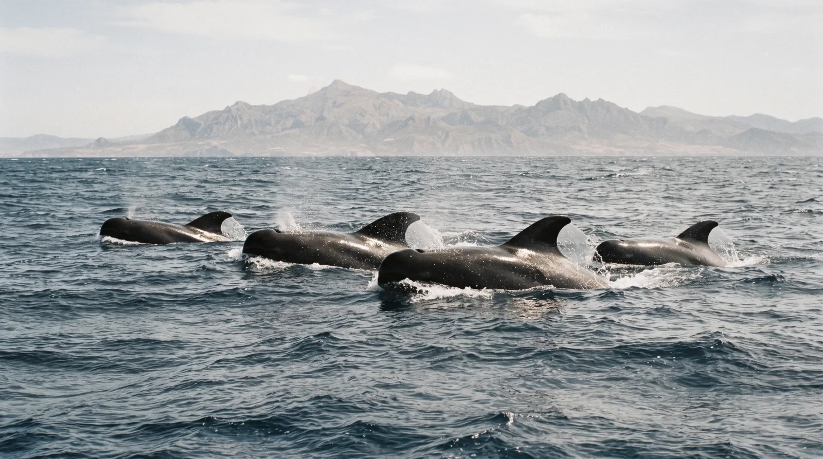 Aerial view of humpback whales and dolphins in Hawaiian waters on Maui whale watching tours