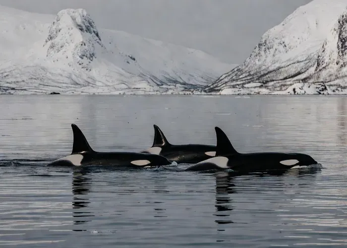 From Tromsø: Whale Watching in Magic Skjervøy whale watching Tromsø