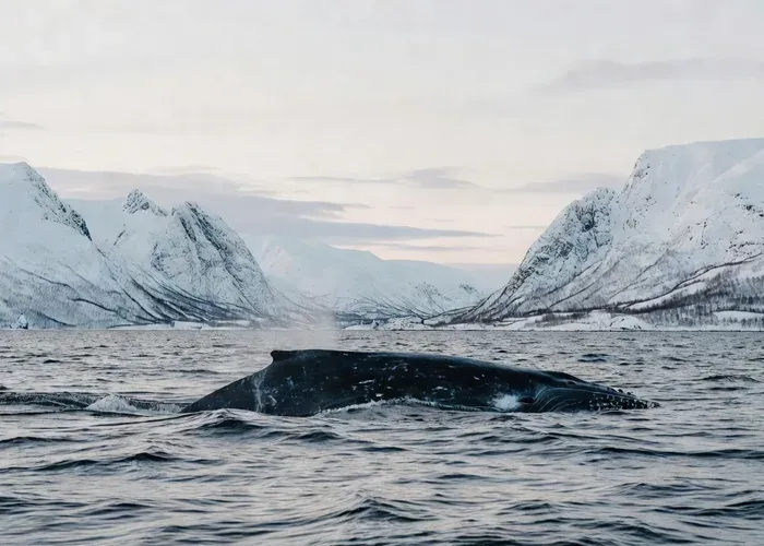 From Tromsø: Whale Watching Safari on High-Speed Catamaran whale watching Tromsø